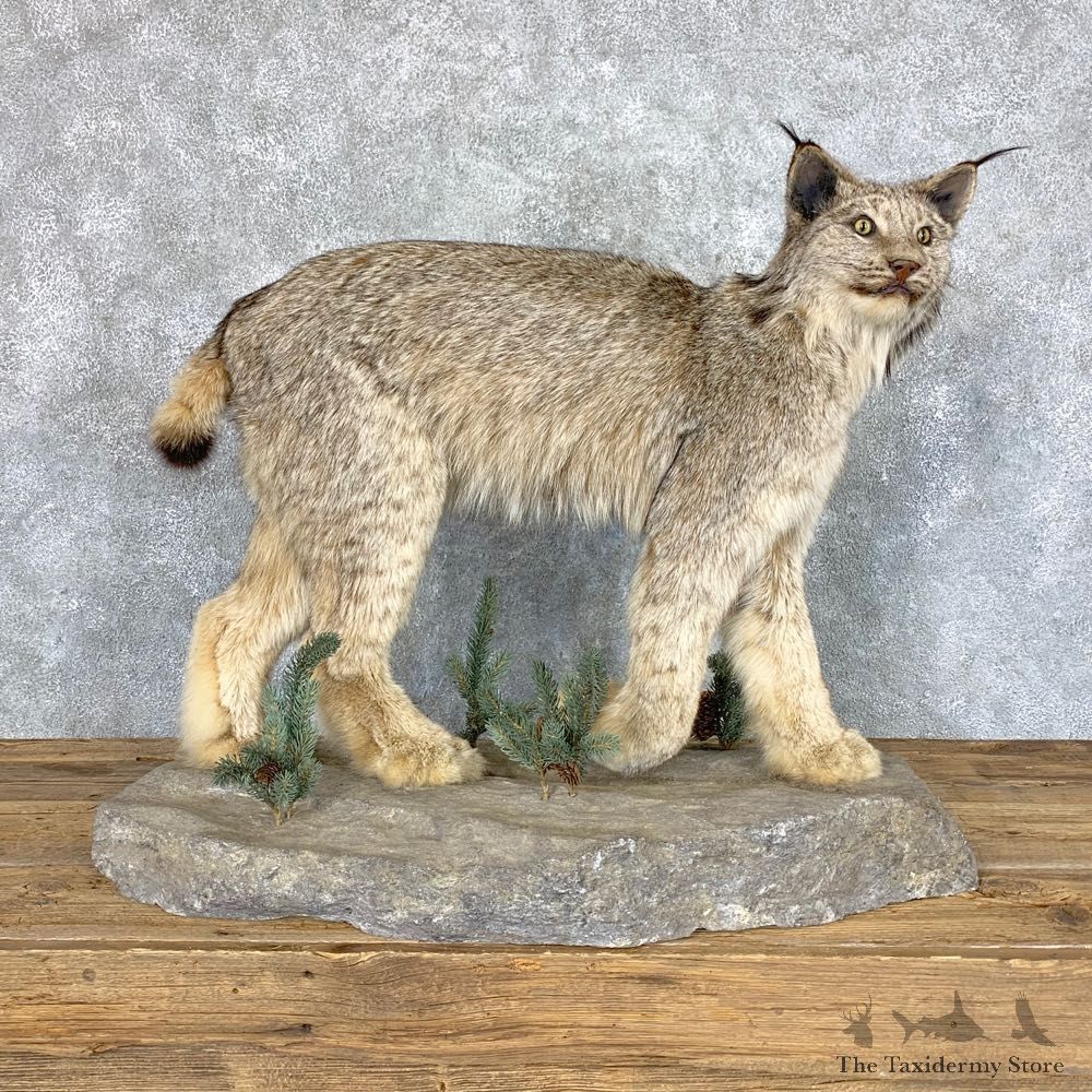 Canadian Lynx Life-Size Taxidermy Mount For Sale #22857 @ The Taxidermy Store