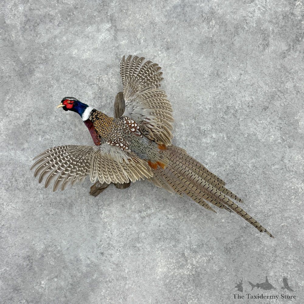 Ringneck Pheasant Bird Mount For Sale #32421 @ The Taxidermy Store