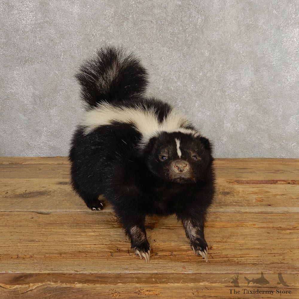 Life-Size Skunk Taxidermy Mount #21305 For Sale @ The Taxidermy Store