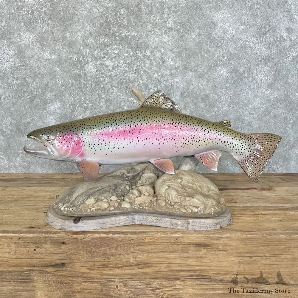 Rainbow Trout Fish Mount For Sale #27741 @ The Taxidermy Store
