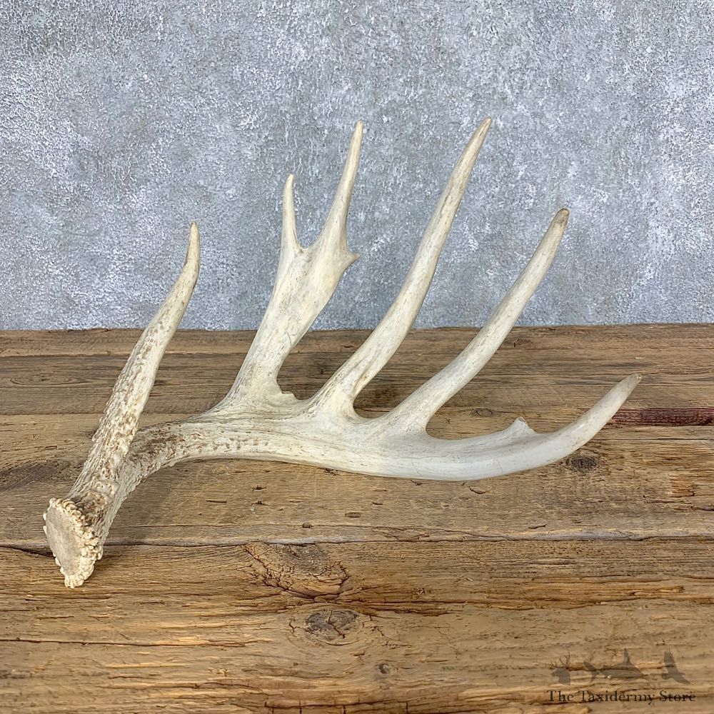 Whitetail Deer Antler Shed For Sale #21508 @ The Taxidermy Store