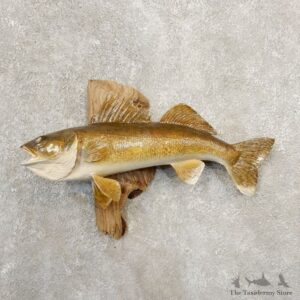 Walleye Taxidermy Fish Mount #20847 For Sale @ The Taxidermy Store