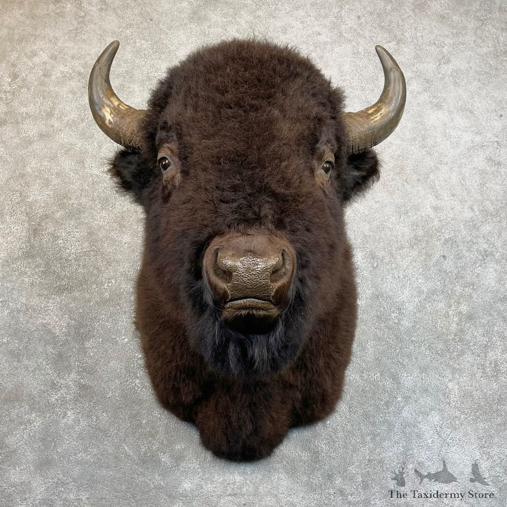 American Bison Shoulder Mount For Sale #24222 @ The Taxidermy Store