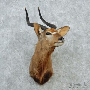 African Nyala Taxidermy Shoulder Mount #12887 For Sale @ The Taxidermy Store
