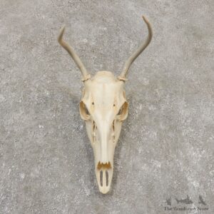 Whitetail Deer Skull European Mount For Sale #20161 @ The Taxidermy Store