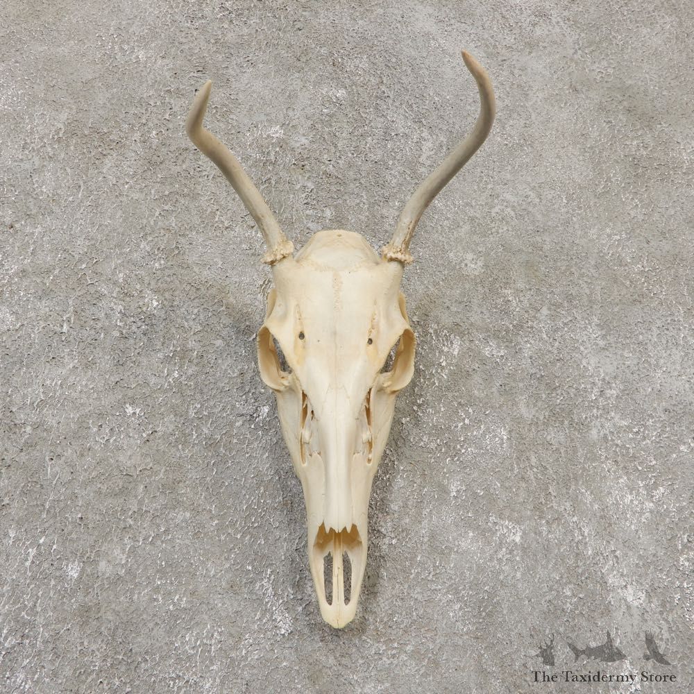 Whitetail Deer Skull European Mount For Sale #20161 @ The Taxidermy Store