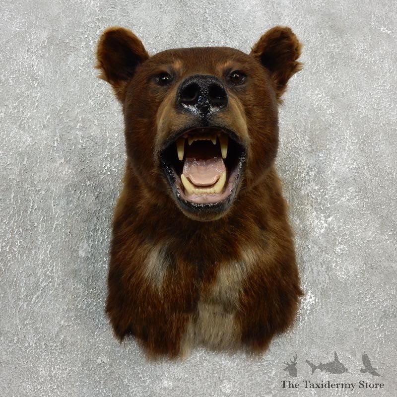 Cinnamon Black Bear Shoulder Taxidermy Head Mount For Sale #17752 @ The Taxidermy Store