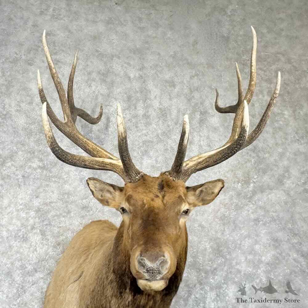 Rocky Mountain Elk Shoulder Mount For Sale #30365 @ The Taxidermy Store