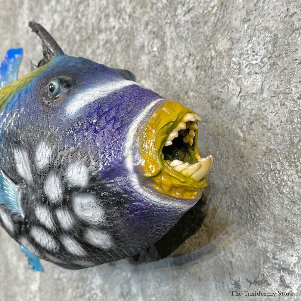 Clown Triggerfish Taxidermy Mount For Sale #27814 @ The Taxidermy Store