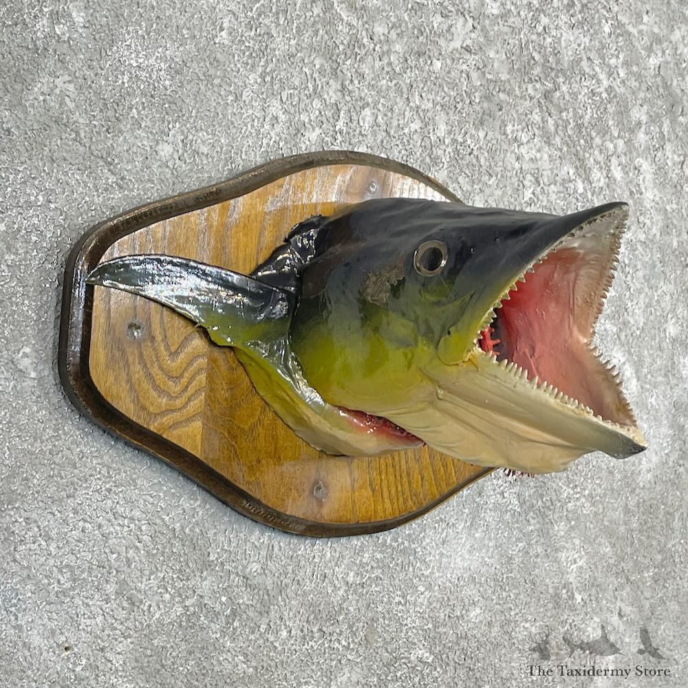 Mackerel Head Mount For Sale #27457 @ The Taxidermy Store