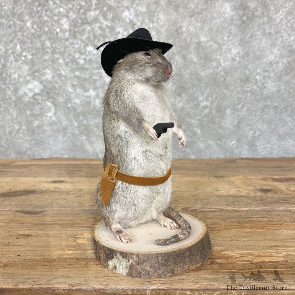 Cowboy Rat Novelty Mount For Sale #26413 @ The Taxidermy Store