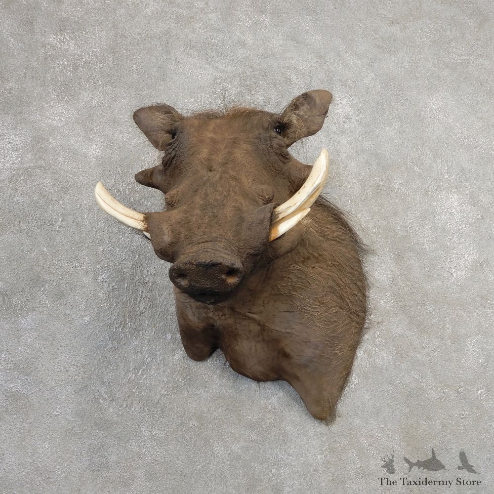 African Warthog Wall Pedestal Mount For Sale #21149 @ The Taxidermy Store