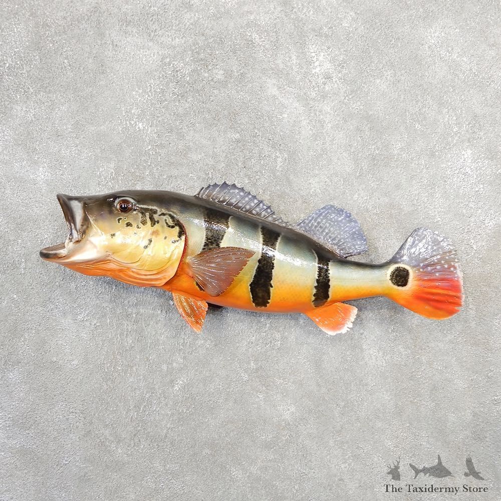 Peacock Bass Fish Mount For Sale #21093 @ The Taxidermy Store