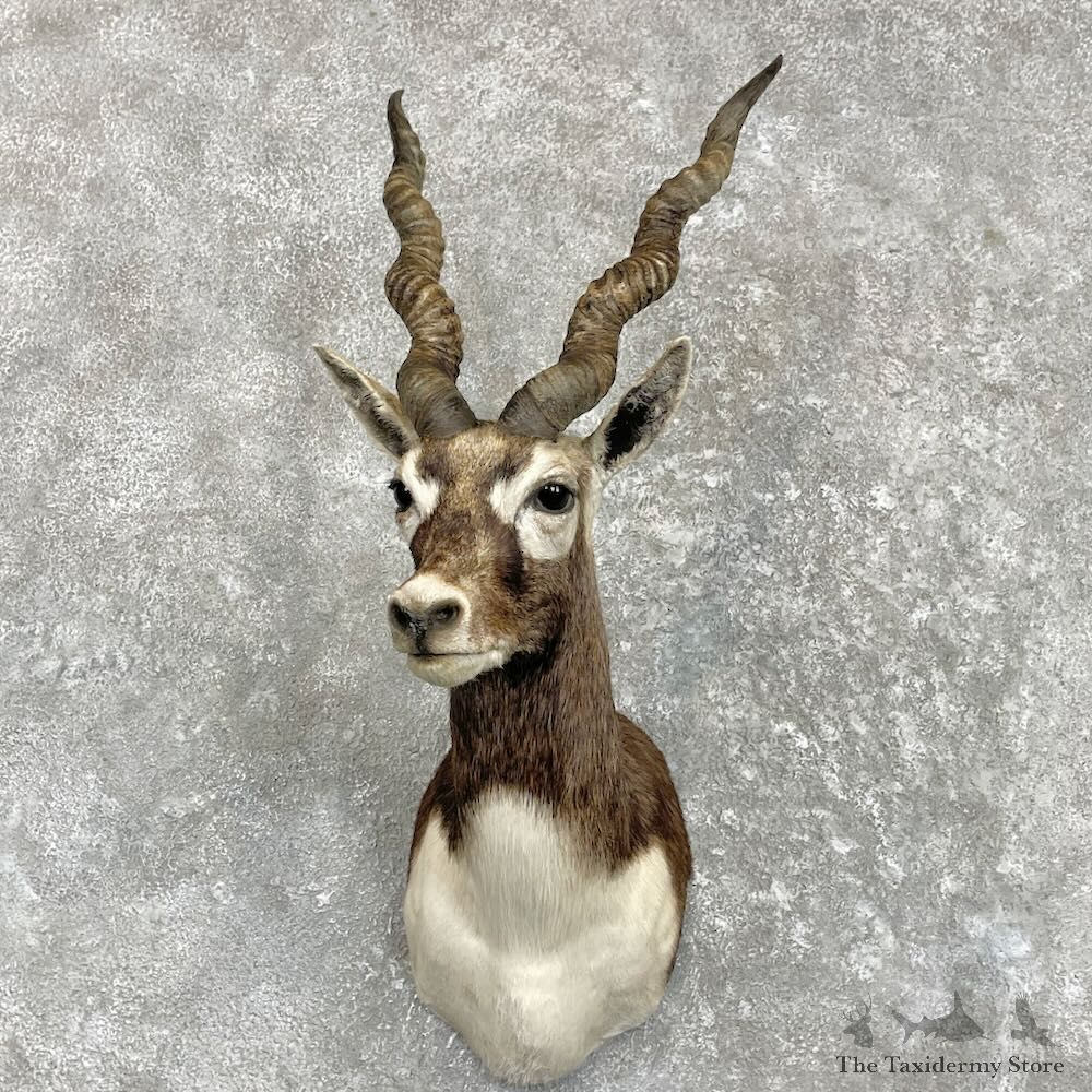 India Blackbuck Shoulder Mount For Sale #27424 @ The Taxidermy Store