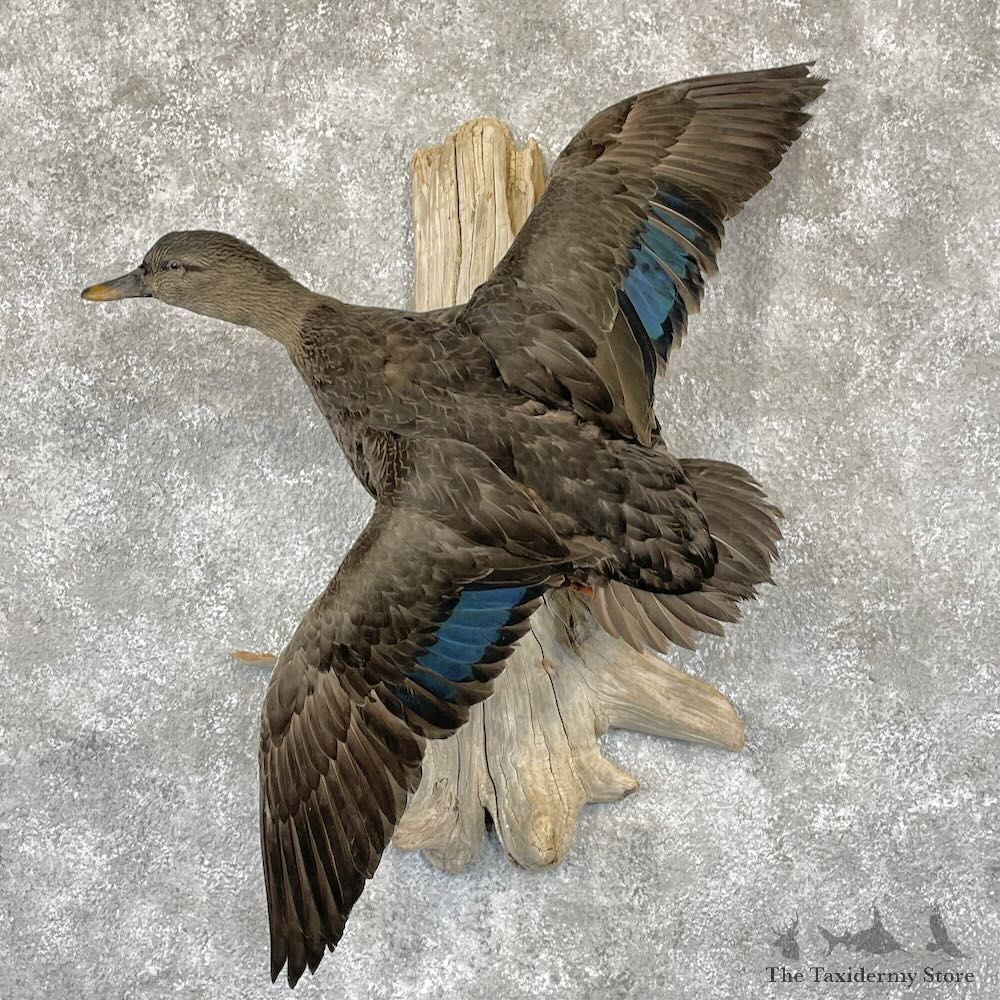 Black Duck Drake Bird Mount For Sale #28202 @ The Taxidermy Store