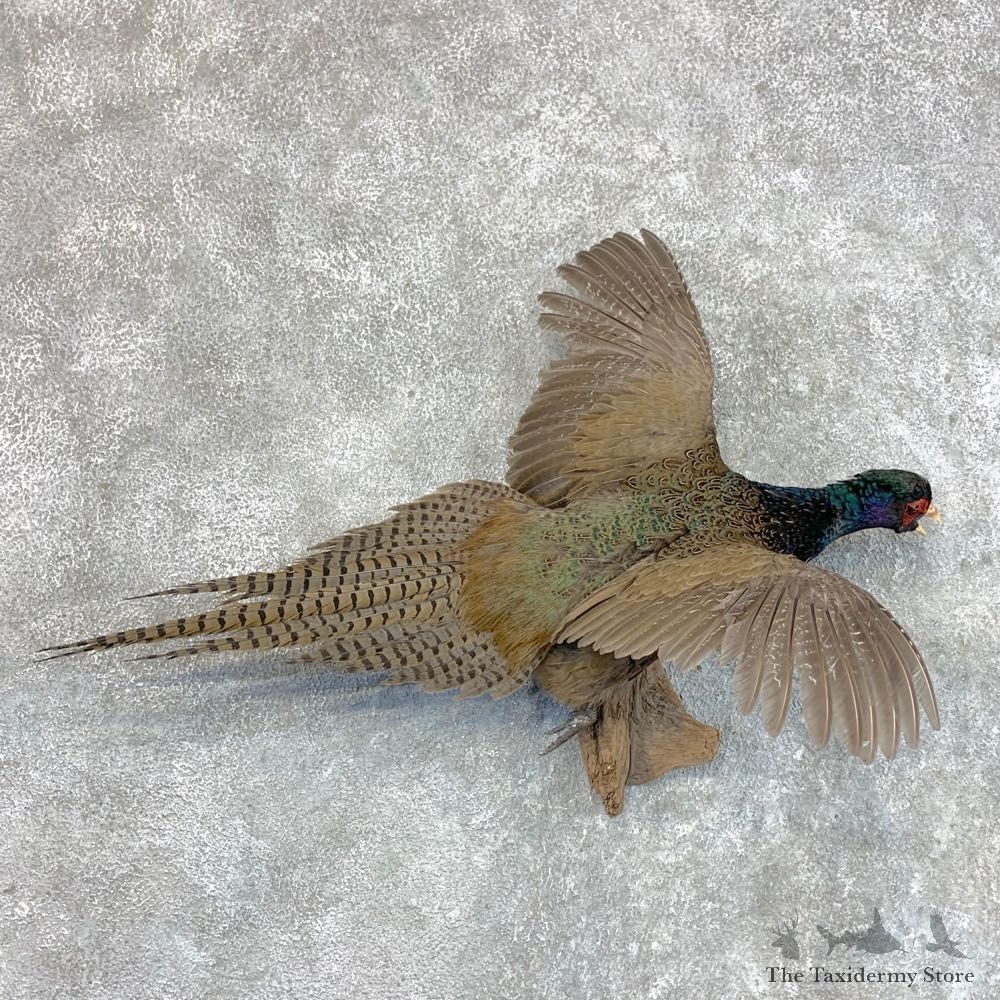 Green Pheasant Taxidermy Mount #22810 For Sale @ The Taxidermy Store