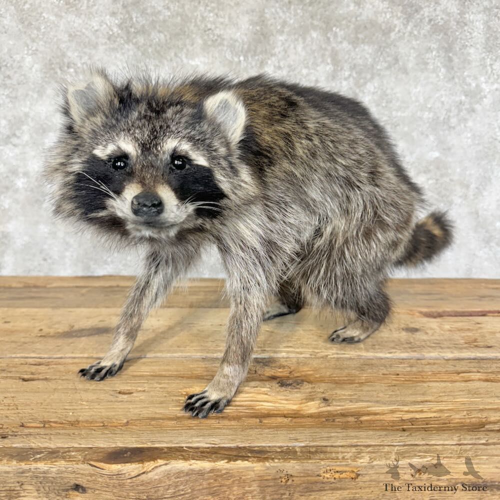 Raccoon Life-Size Mount For Sale #29105 @ The Taxidermy Store
