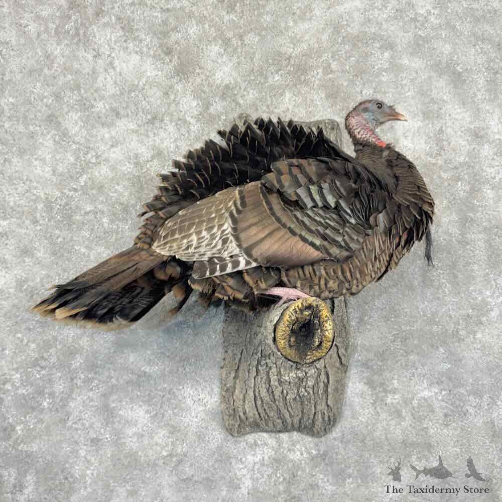 Eastern Turkey Bearded Hen Bird Mount For Sale #32110 @ The Taxidermy Store