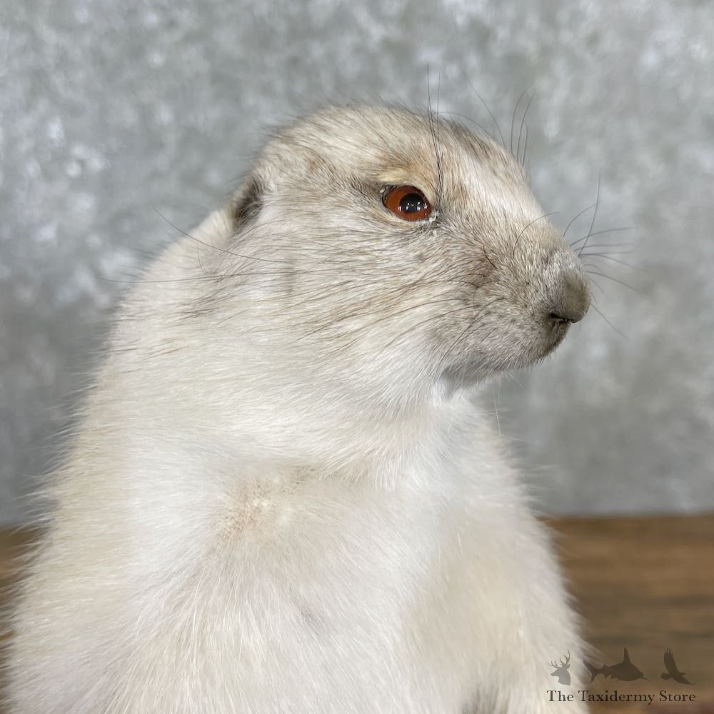 Albino Prairie Dog Life-Size Mount For Sale #27180 @ The Taxidermy Store
