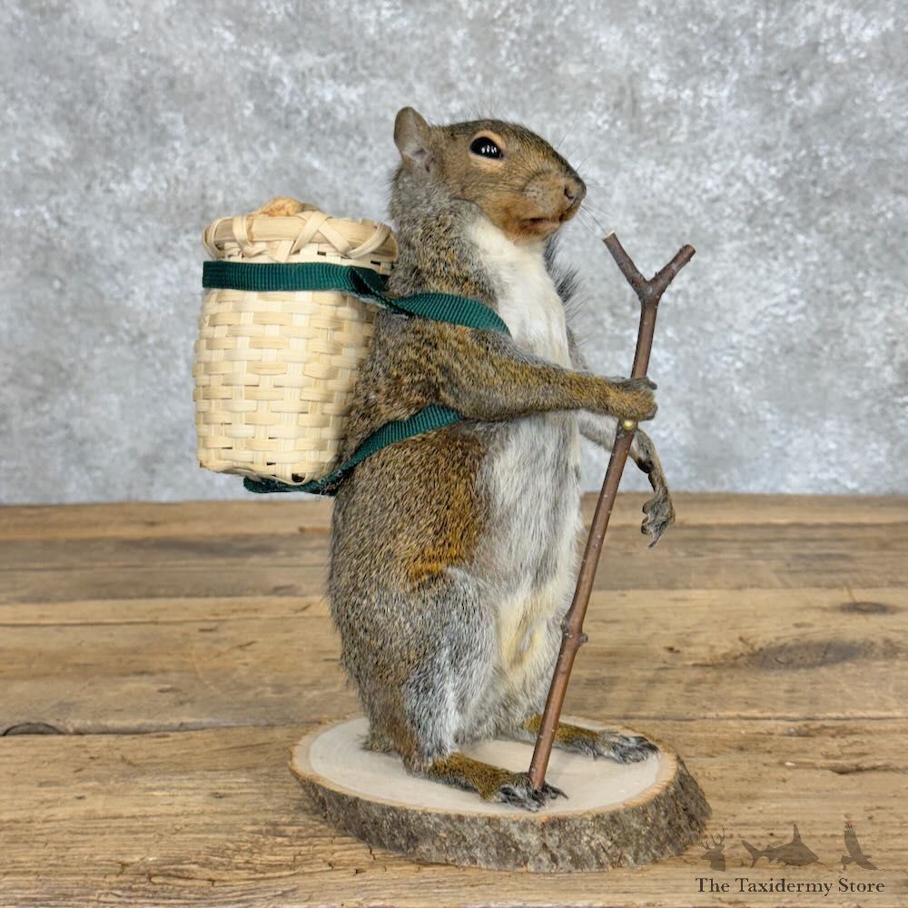 Hiking Squirrel Novelty Mount For Sale #28929 @ The Taxidermy Store