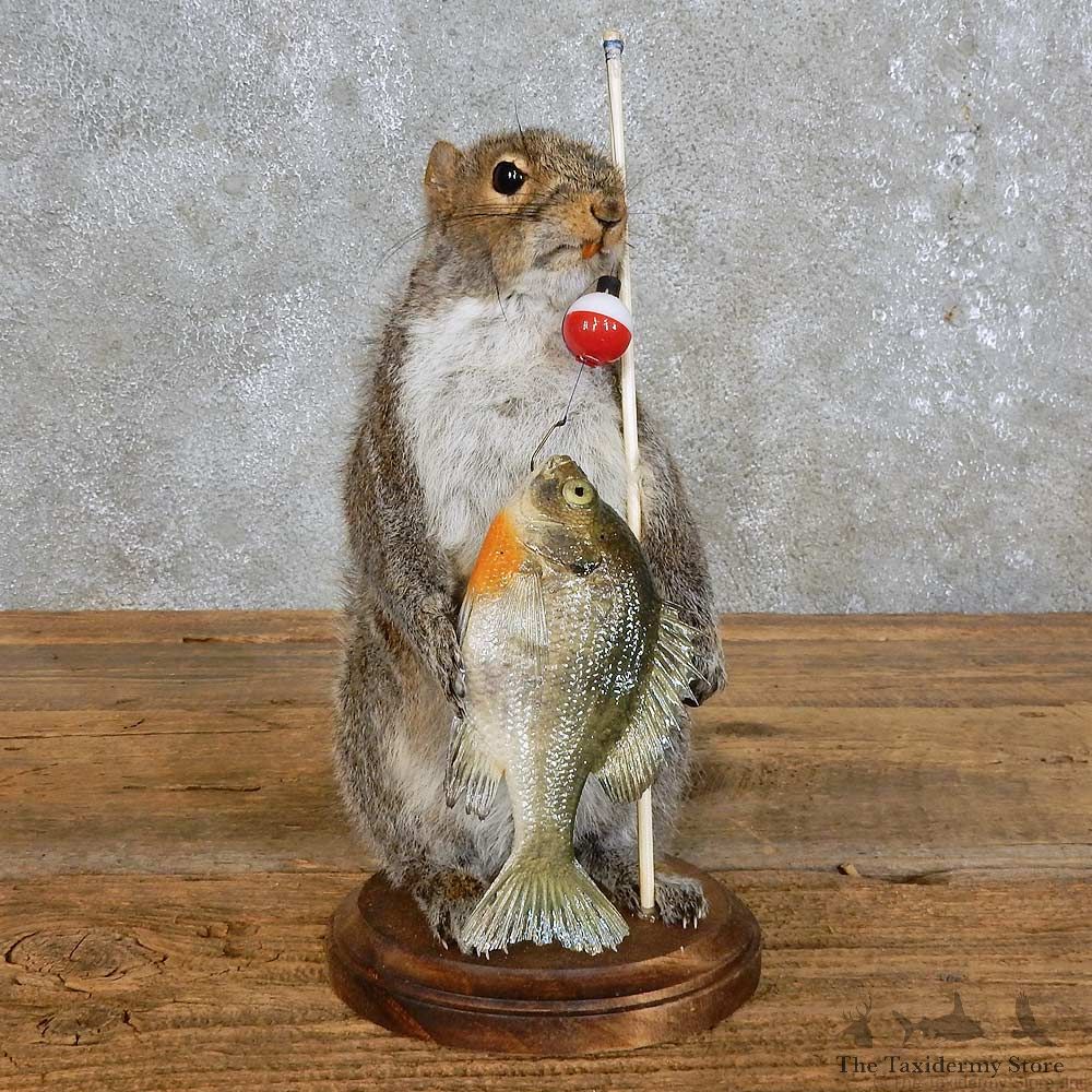 Fishing Squirrel Novelty Mount For Sale #15955 @ The Taxidermy Store