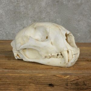 Mountain Lion Cougar Full Skull For Sale #17063 @ The Taxidermy Store
