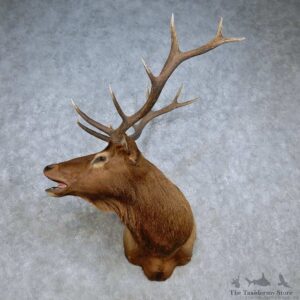 Rocky Mountain Elk Shoulder Mount For Sale #15101 @ The Taxidermy Store