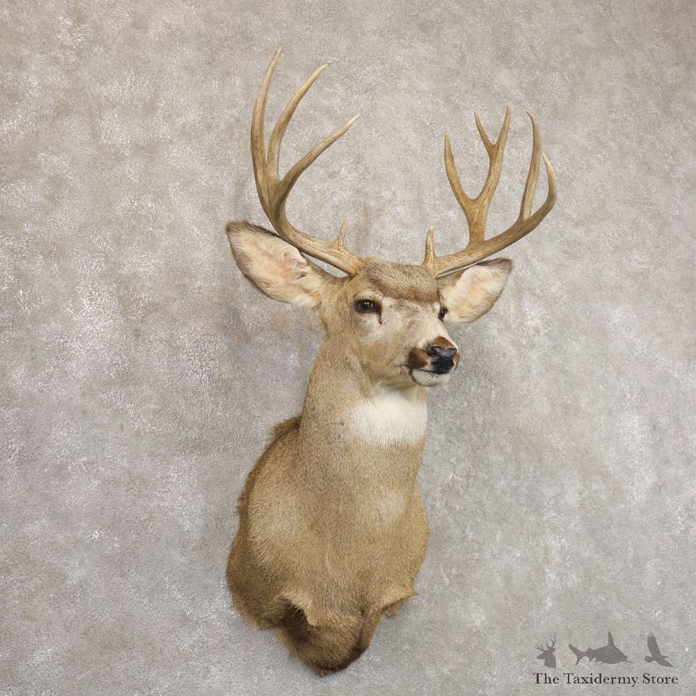 Mule Deer Shoulder Mount For Sale #22194 @ The Taxidermy Store