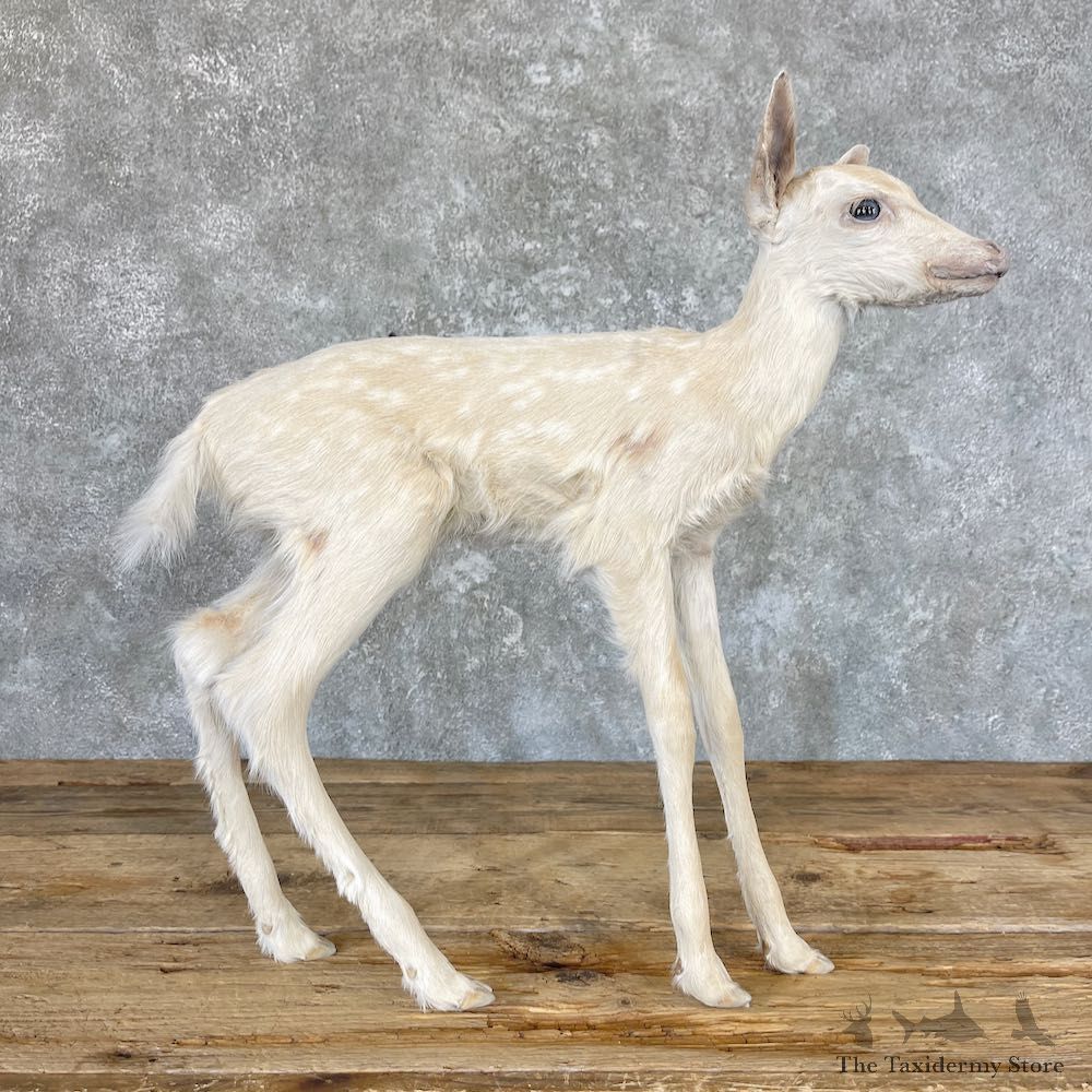 Albino Whitetail Fawn Life-Size Taxidermy For Sale #26616 - The Taxidermy Store