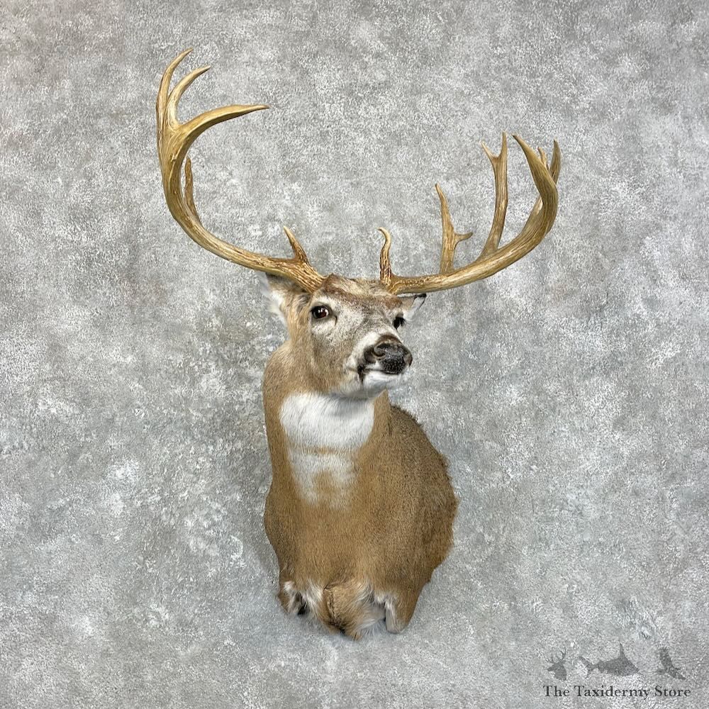 Whitetail Deer Shoulder Mount For Sale #28005 - The Taxidermy Store