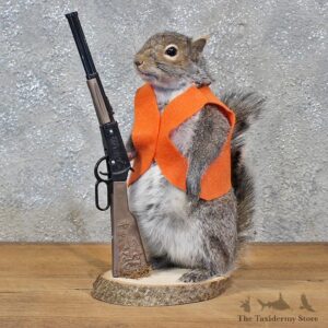 Novelty Hunter Grey Squirrel #11939 For Sale @ The Taxidermy Store