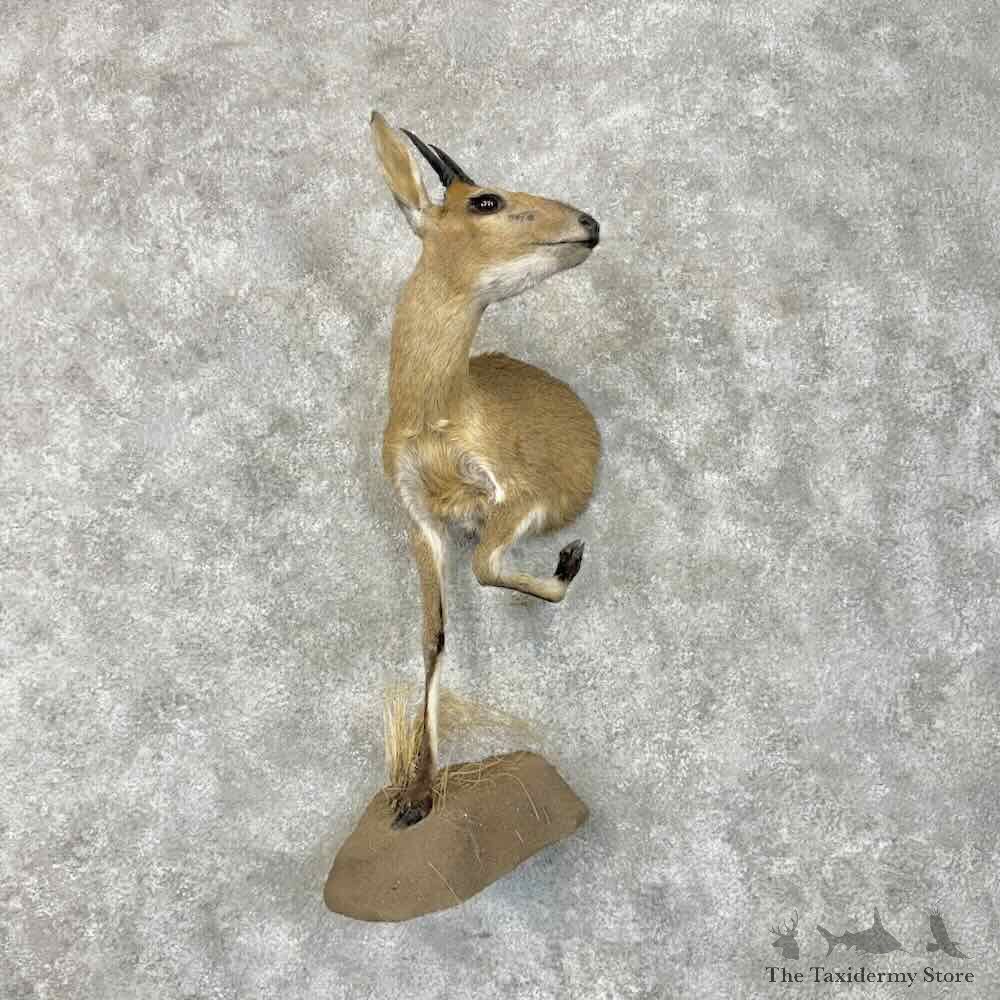 Bush Duiker Half-Life-Size Mount For Sale #30491 @ The Taxidermy Store