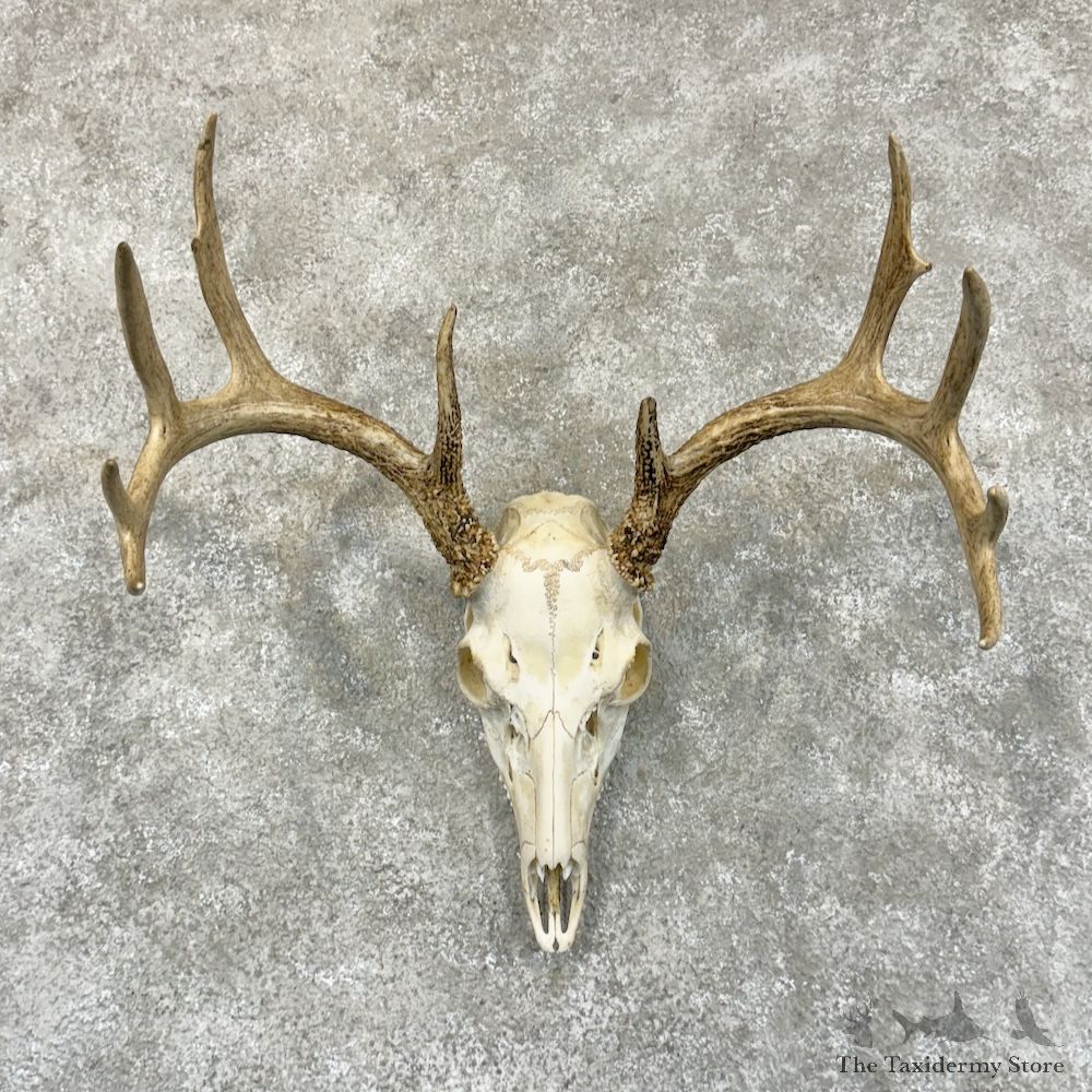 Whitetail Deer Skull European Mount For Sale #29226 @ The Taxidermy Store