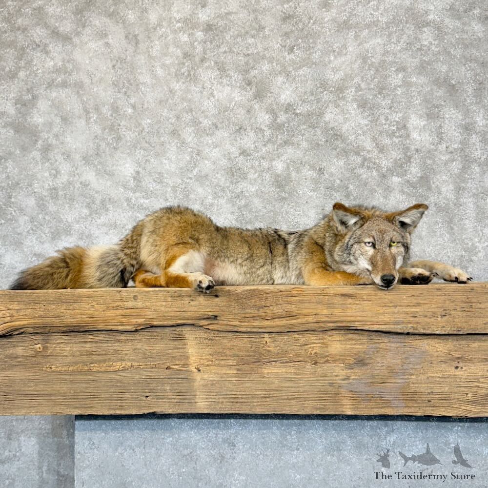 Coyote Soft Body Mount For Sale #30230 @ The Taxidermy Store