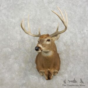 Whitetail Deer Shoulder Mount For Sale #17418 @ The Taxidermy Store