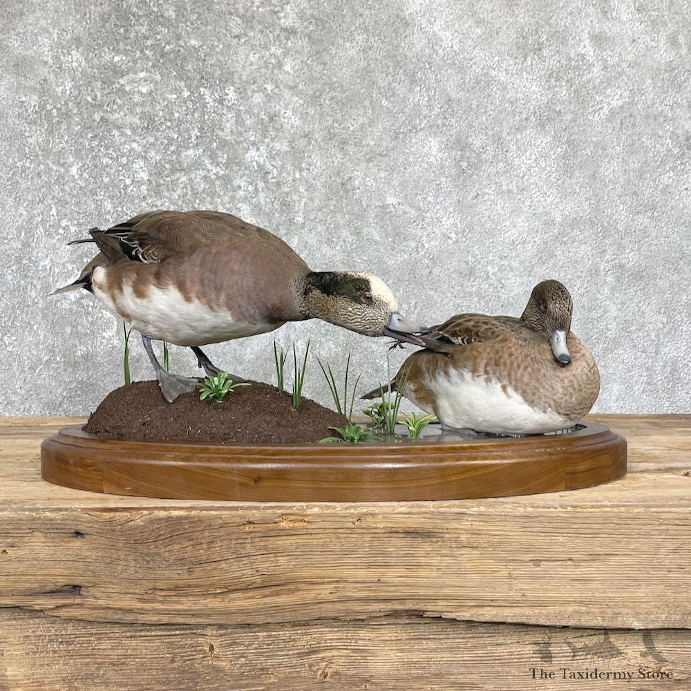 Wigeon Duck Bird Mount For Sale #26446 @ The Taxidermy Store