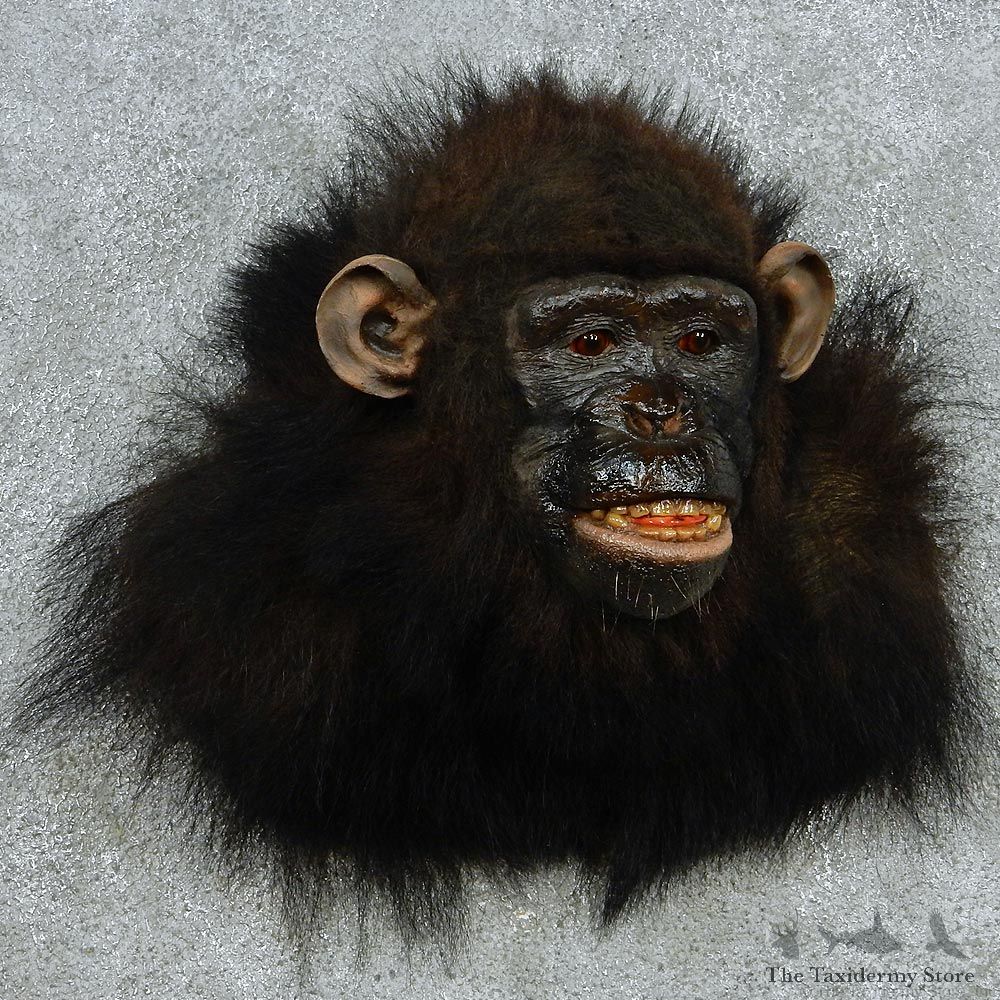 Chimpanzee Shoulder Taxidermy Mount #13073 For Sale @ The Taxidermy Store