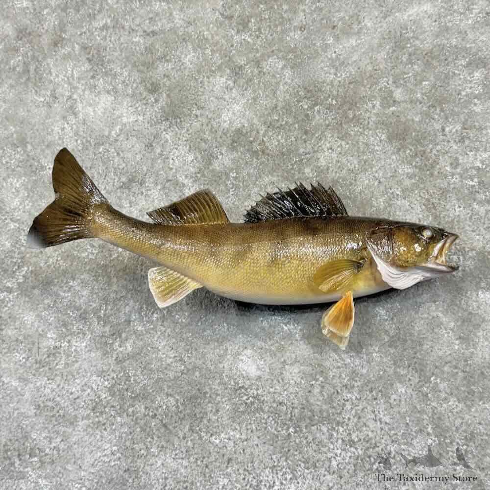 Walleye Fish Mount For Sale #30988 @ The Taxidermy Store