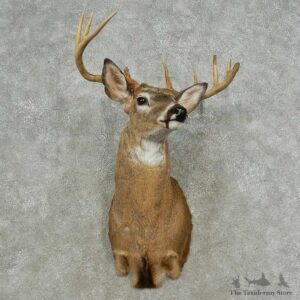 Whitetail Deer Shoulder Mount For Sale #16725 @ The Taxidermy Store