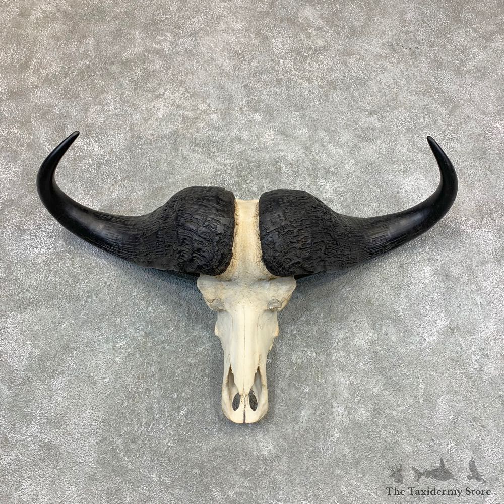 Cape Buffalo Skull Horns Mount For Sale #23377 For Sale @ The Taxidermy Store