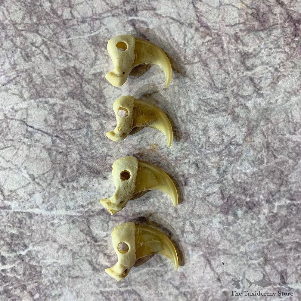 Mountain Lion Cougar Taxidermy Authentic Claws #21920 For Sale @ The Taxidermy Store