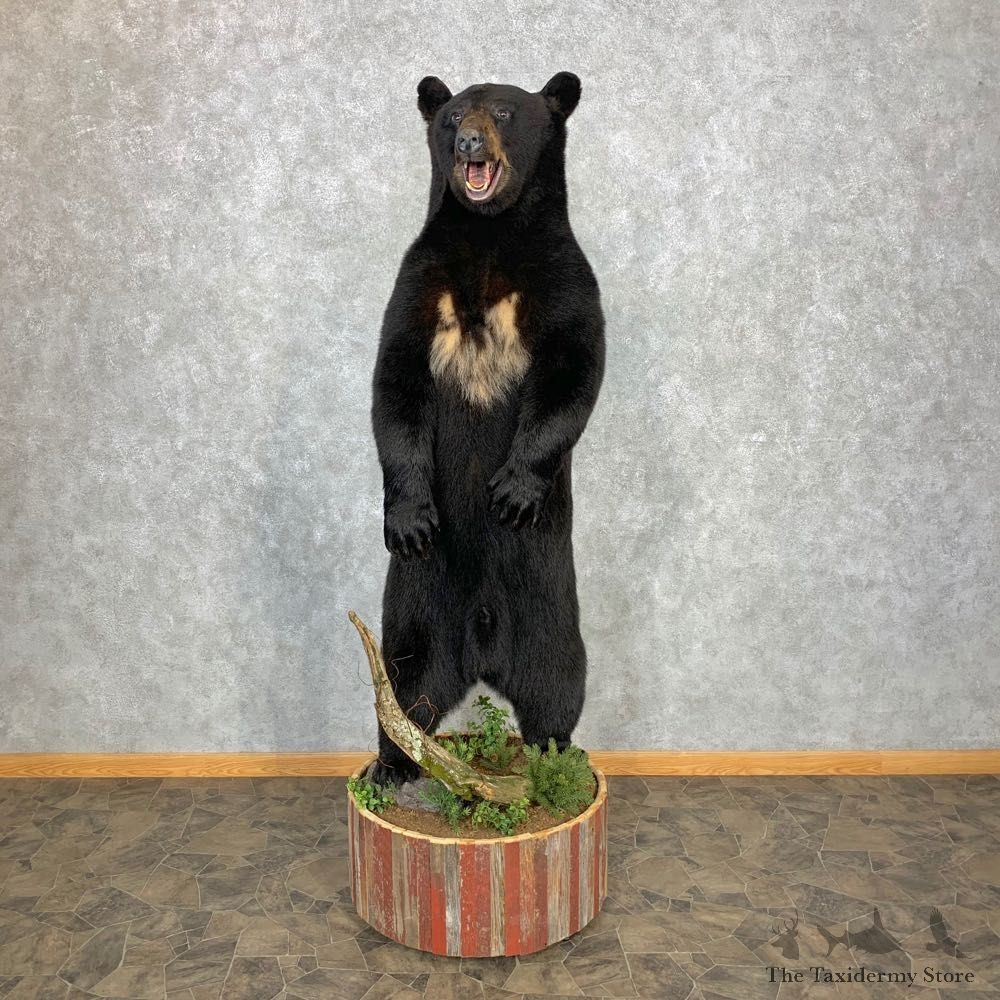 Black Bear Life-Size Mount For Sale #23300 @ The Taxidermy Store