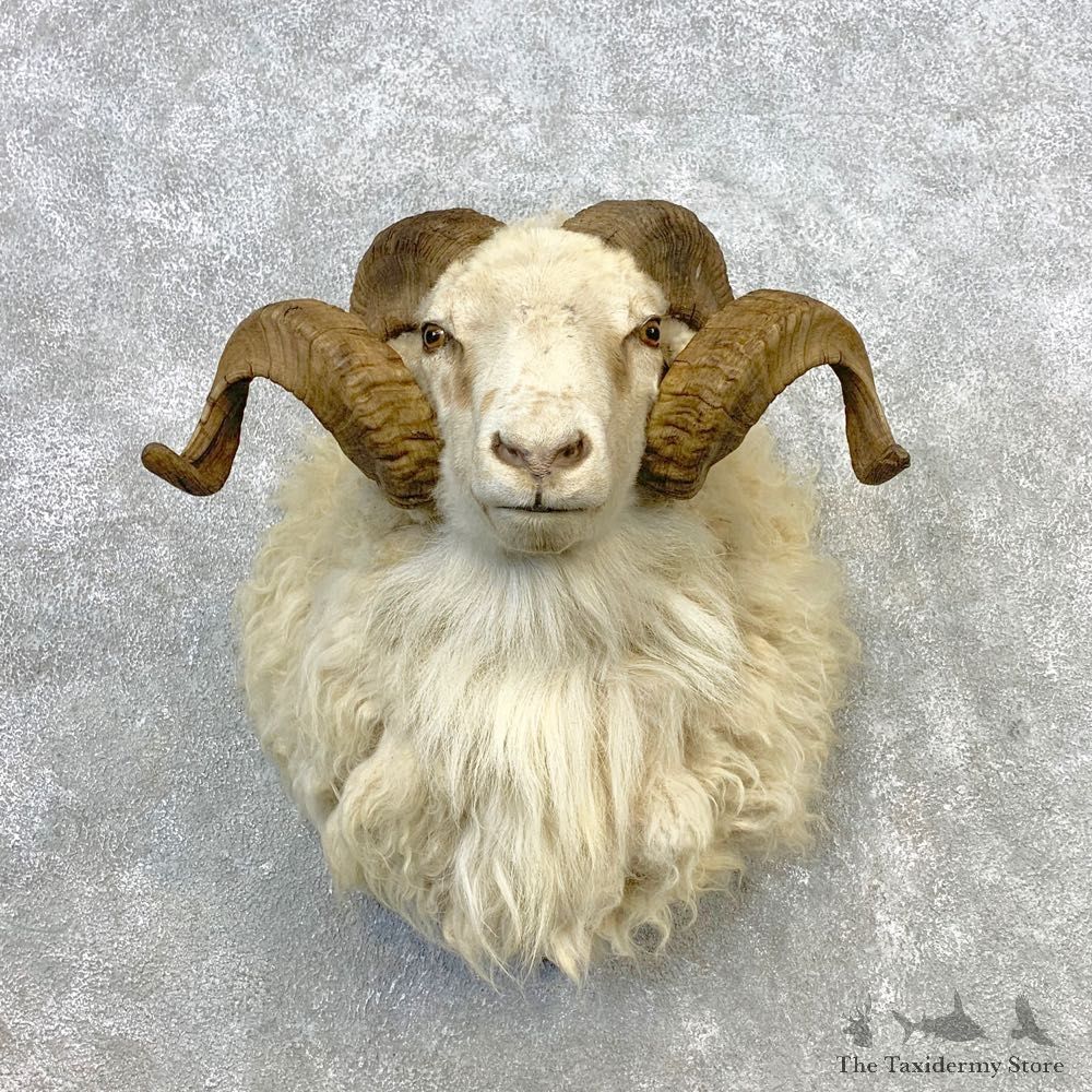 Texas Dall Sheep Mount For Sale #21652 @ The Taxidermy Store