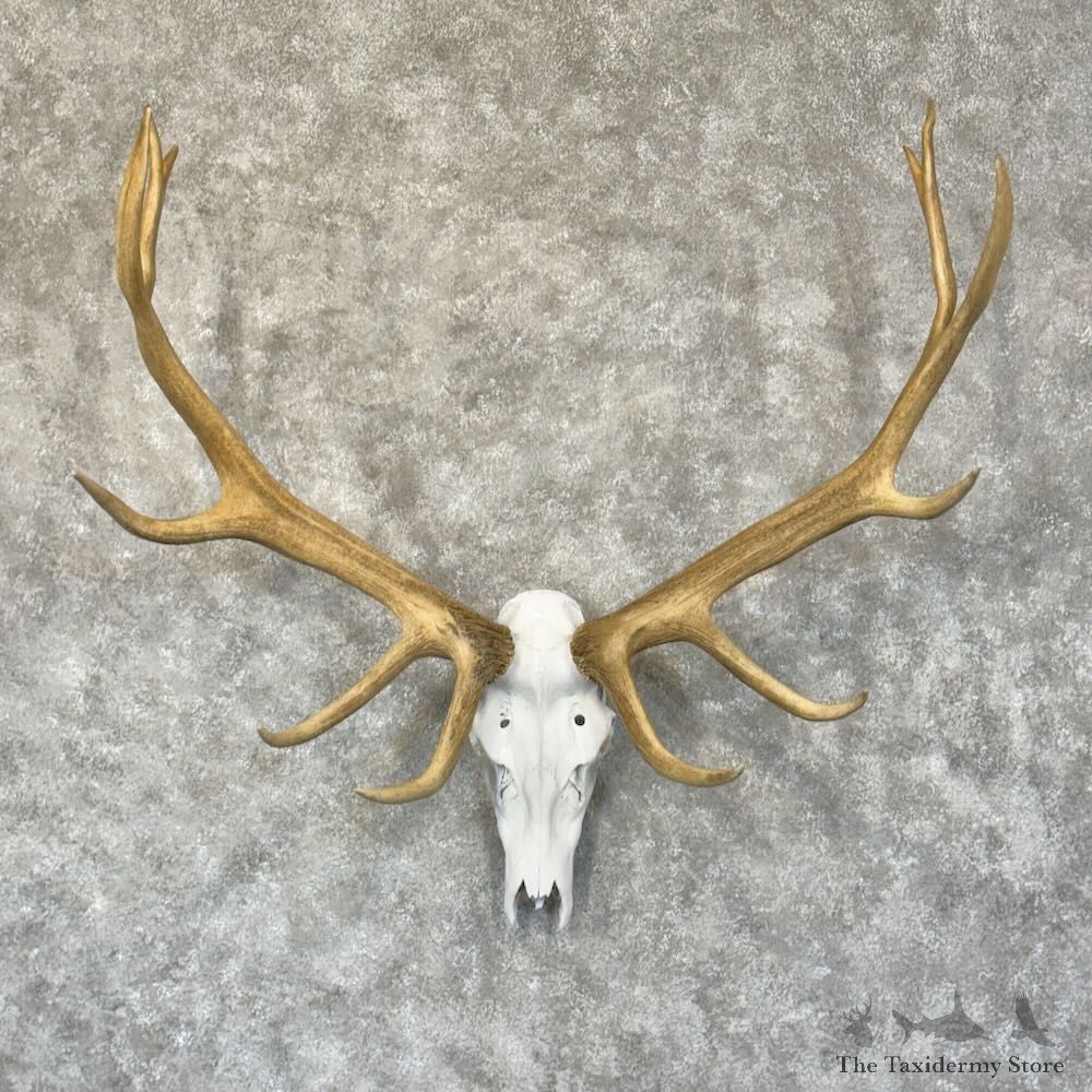 Rocky Mountain Elk Skull European Mount For Sale #28787 @ The Taxidermy Store