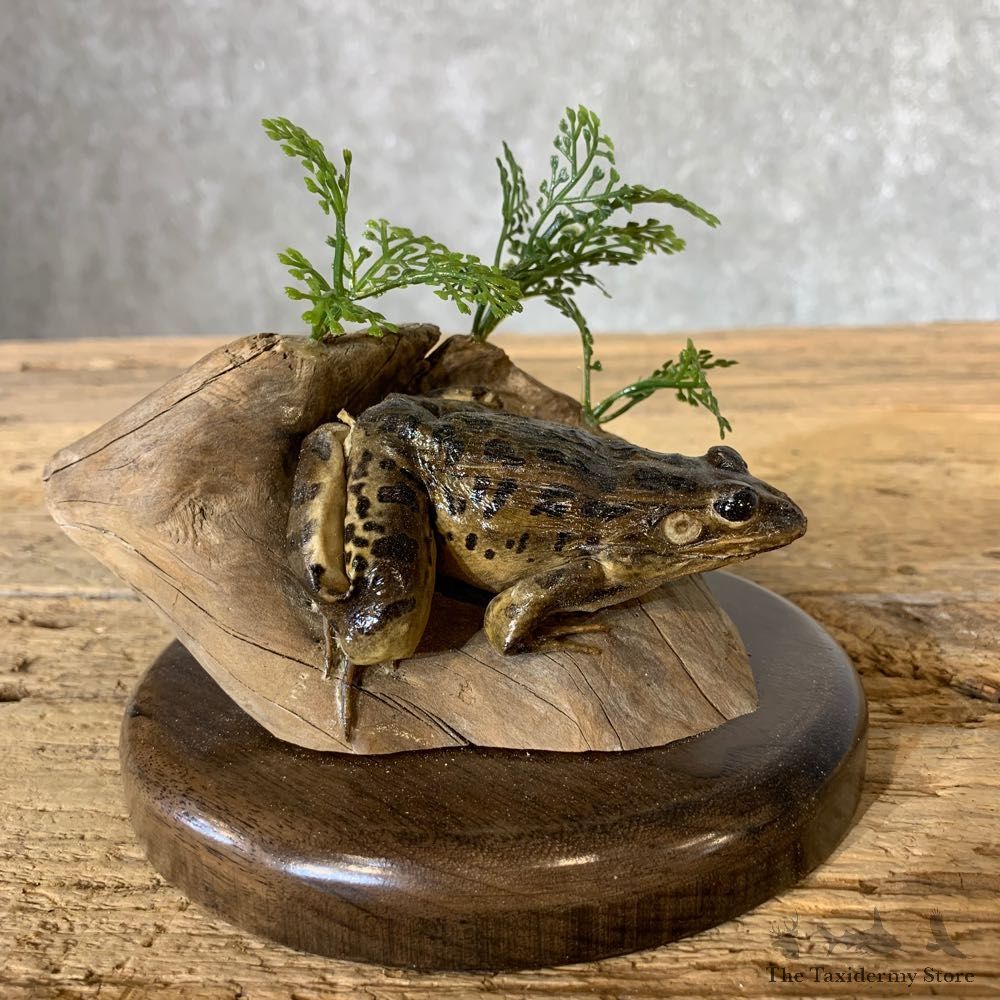 Leopard Frog Taxidermy Mount For Sale #21368 @ The Taxidermy Store