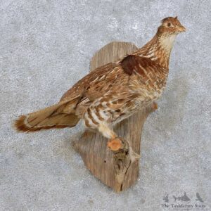Perched Sharp-tailed Grouse Mount For Sale #14257 @ The Taxidermy Store