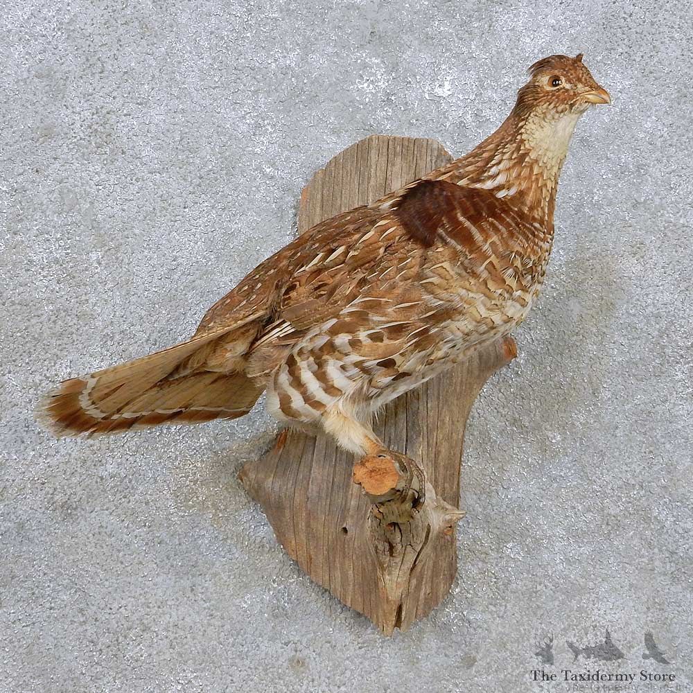 Perched Sharp-tailed Grouse Mount For Sale #14257 @ The Taxidermy Store