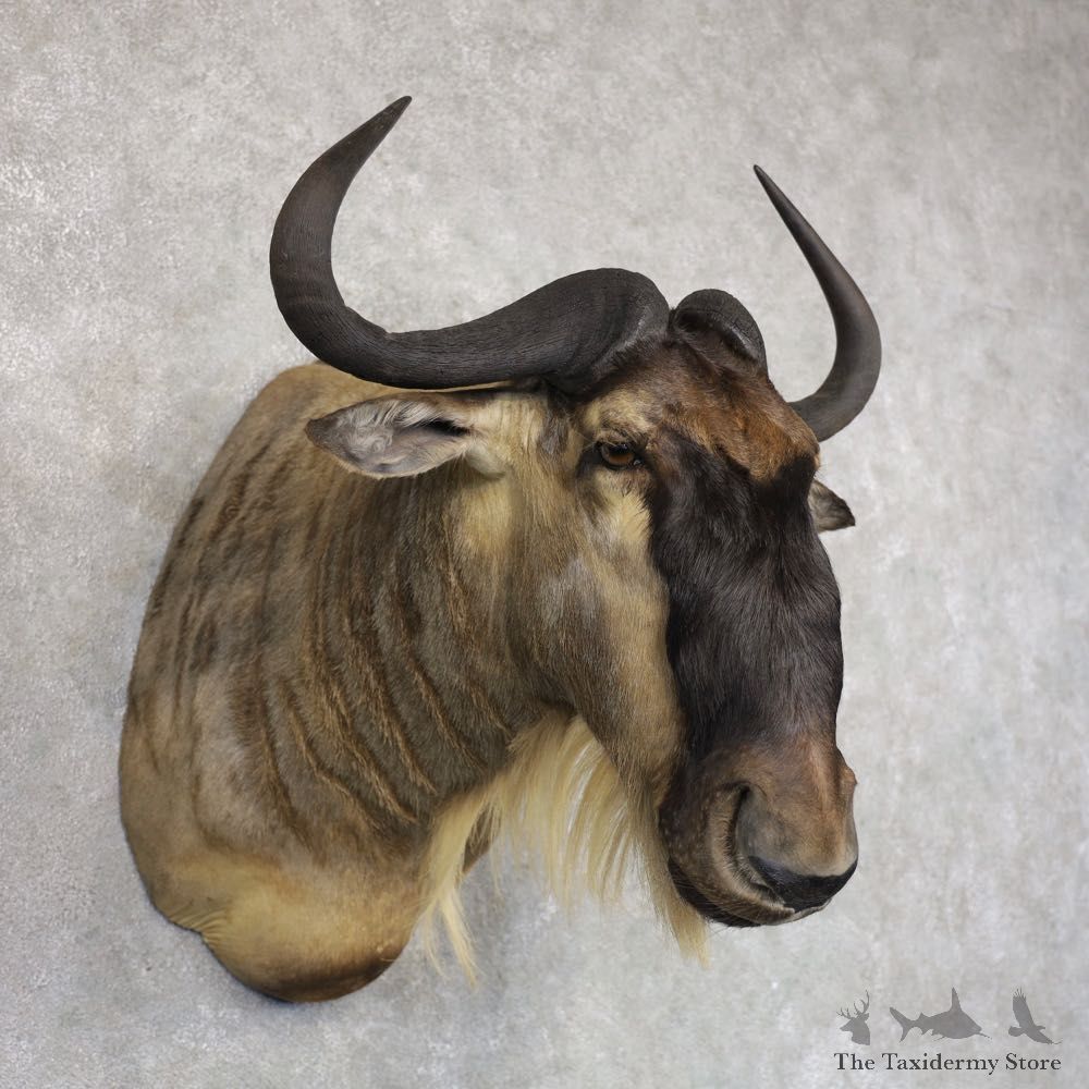 African White Bearded Gnu Wildebeest Shoulder Mount #22500 For Sale @ The Taxidermy Store
