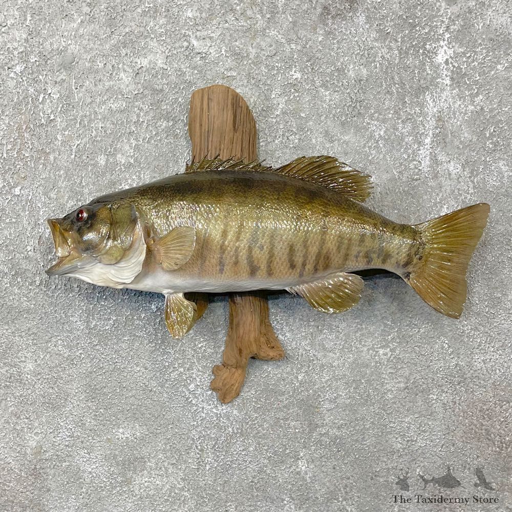 Smallmouth Bass Fish Mount For Sale #24800 @ The Taxidermy Store