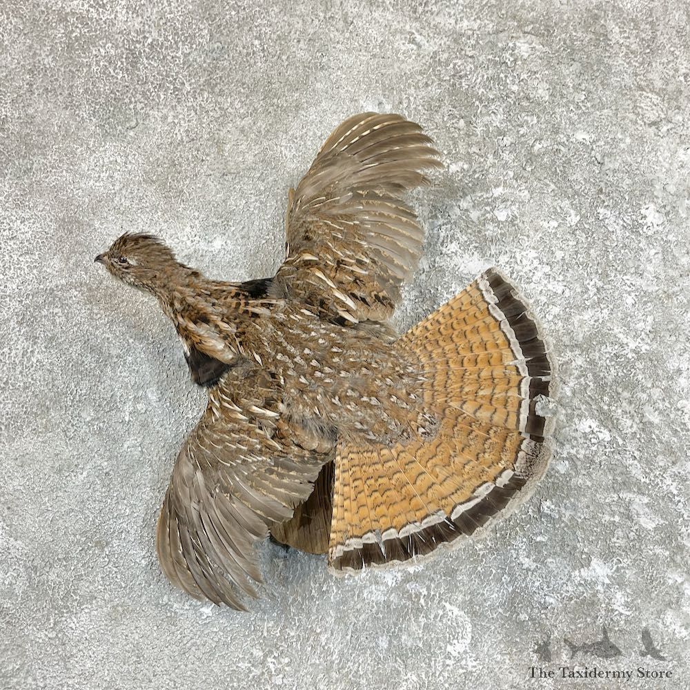 Ruffed Grouse Bird Mount For Sale #26572 @ The Taxidermy Store